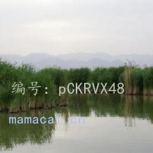 ά